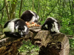 threema 2023 05 16 11 29